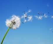 Eat these foods to beat hayfever